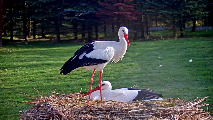 Онлайн веб-камера возле гнезда аистов